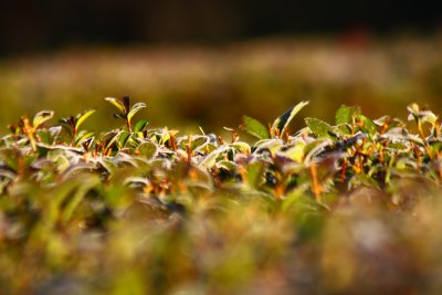 Frost on The Hedge