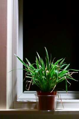 Plant In The Window