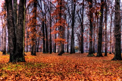 Western New York Autumn