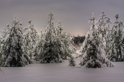Christmas Trees And A Barn