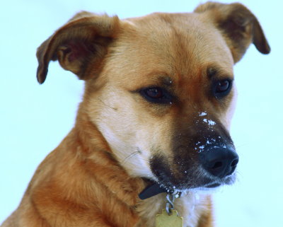 Harley On The New Year 2009