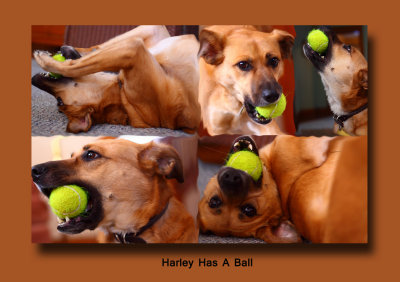 Harley Has A Ball