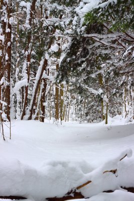 A Winter Path