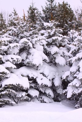 Snow Covered Boughs