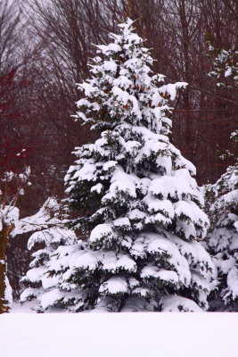 Pine Tree In The Yard