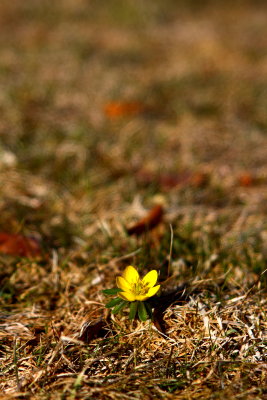 First Flower