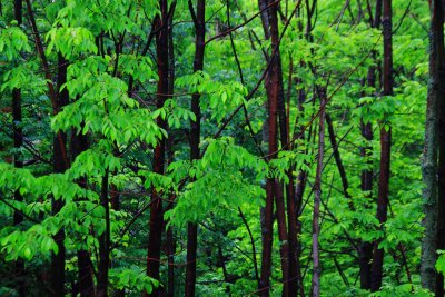 Wet Trees