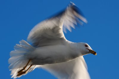 Another Sea Gull