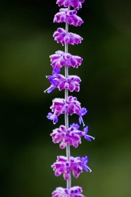 Vertical Lavender
