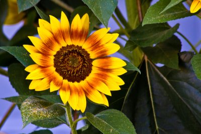 Englewood Sunflowers