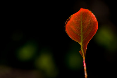 Red Leaf