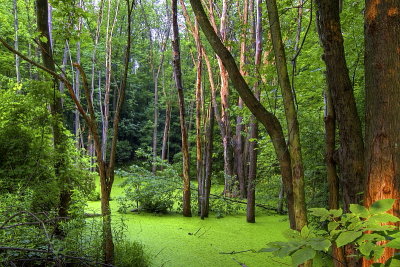 Another View Of The Pond