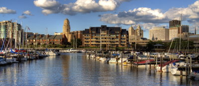 Buffalo From The Marina