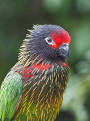 Bird At The Buffalo Zoo