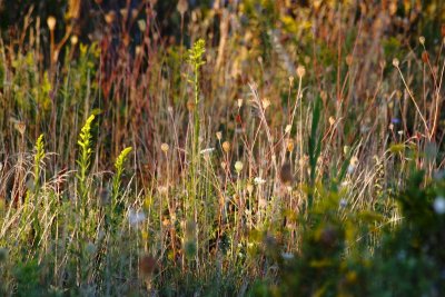 Wild Morning Along Pavement Road