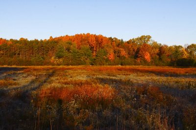Willardshire Autumn Field
