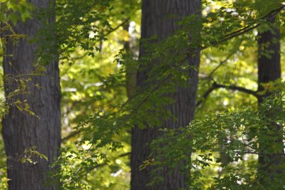 Green Leaves Yet To Turn