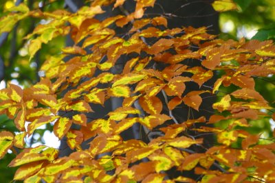 Golden Leaves In Hamlin Park