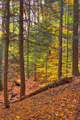 Fallen Log In Emery Park