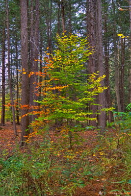 Sapling Tree In The Park