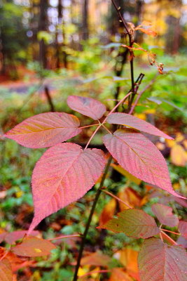 Emery Park Leaves