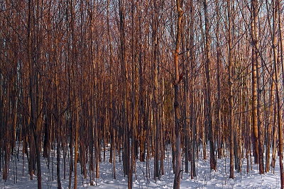 Winter Trees Abstract