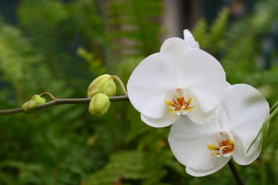 More Phalaenopsis