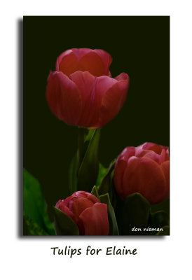 Tulips For Elaine