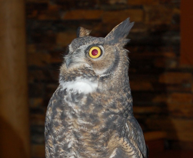 DSC_7806.JPG