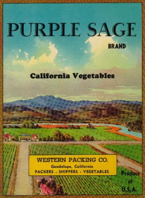 Purple Sage-LG.jpg