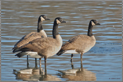 just three geese