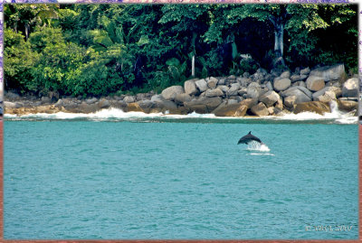 dolphin encounter