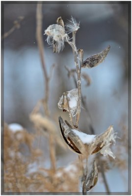 january flower