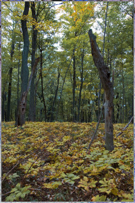 dunes forest