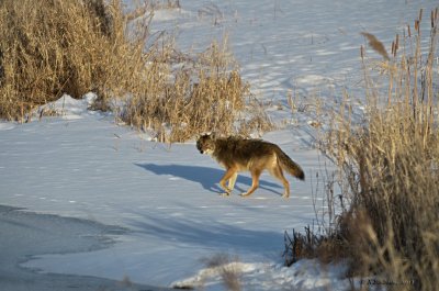 wylie coyote