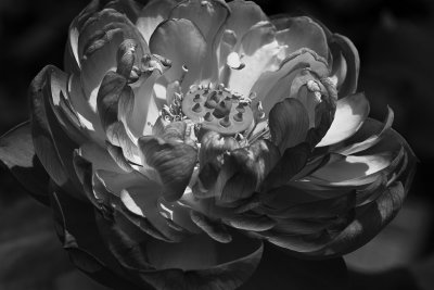 Fleur de lotus
