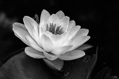 Nnuphar_Water lily