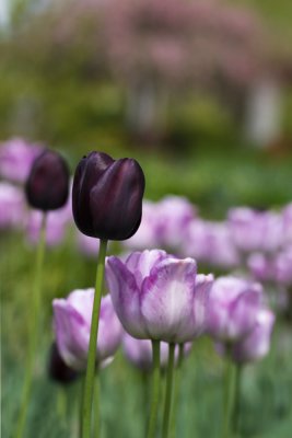 Tulippes_Tulips