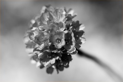 Boule fleurie_Flower ball