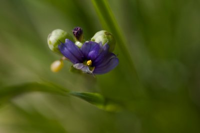 Bermudienne_Blue eyed grass