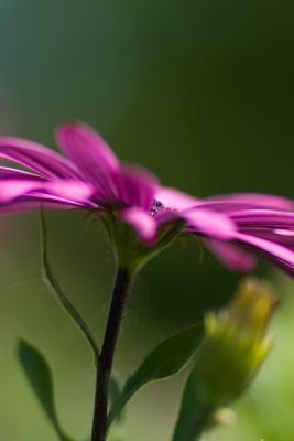 Osteospernum_Purple African Daisy
