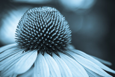 Rudbeckia