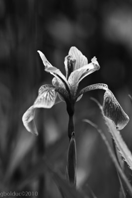 Iris versicolore