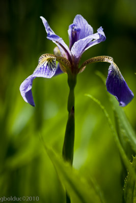 Iris versicolor