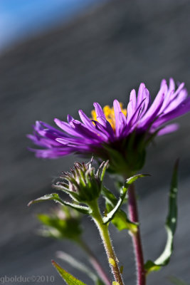 Aster