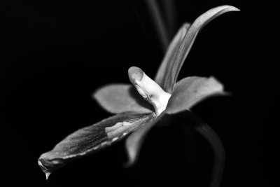 Flora erotica