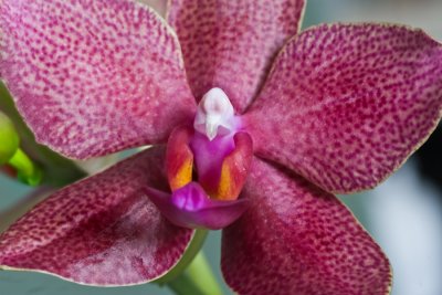 Orchide Phalanopsis Ttras Orchid