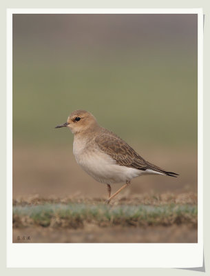 a Oriental Plover