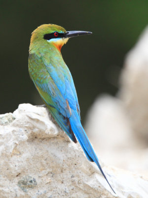 仢 Blue-tailed Bee-eater