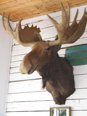 This looks like the moose from Northern Exposure